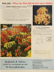 Cover of: Fall 1955, plant this fall for beauty next spring