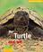 Cover of: My Turtle and Me