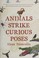 Cover of: Animals Strike Curious Poses