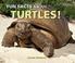 Cover of: Fun Facts About Turtles! (I Like Reptiles and Amphibians!)