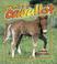 Cover of: Que Es Un Caballo?/ What Is a Horse (La Ciencia De Los Seres Vivos/Science of Living Things (Spanish))