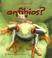 Cover of: Qué son los anfibios?