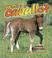 Cover of: Que Es Un Caballo?/what Is a Horse (La Ciencia De Los Seres Vivos/Science of Living Things (Spanish))