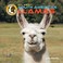 Cover of: All about South American Llamas