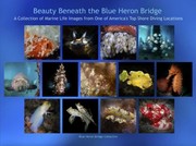 Cover of: Beauty Beneath the Blue Heron Bridge