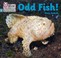 Cover of: Big Cat Phonics for Little Wandle Letters and Sounds Revised - Odd Fish!