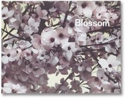 Cover of: Blossom