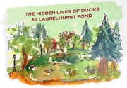 The Hidden Lives of Ducks in Laurelhurst Pond by Carye Bye