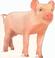 Cover of: Piglet.
