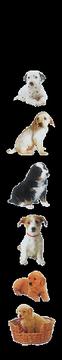 Cover of: Puppies (Sticker Strips) | DK Publishing