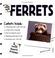 Cover of: The Simple Guide to Ferrets (Simple Guide to...)