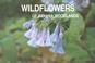 Cover of: Wildflowers of Indiana woodlands