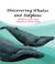 Cover of: Discovering Whales & Dolphins