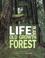 Cover of: Life in an Old Growth Forest (Ecoystems in Action)