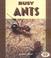 Cover of: Busy Ants (Pull Ahead Books)