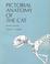 Cover of: Pictorial Anatomy of the Cat