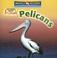Cover of: Pelicans (Let's Read About Animals)