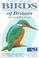 Cover of: Pocket guide to the birds of Britain and north-west Europe