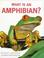 Cover of: What is an amphibian?