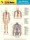 Cover of: Vascular System and Viscera Exam Notes