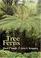 Cover of: Tree Ferns