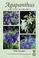 Cover of: Agapanthus