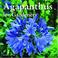 Cover of: Agapanthus for Gardeners