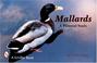 Cover of: Mallards