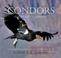 Cover of: Condors in Canyon Country