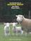 Cover of: An Introduction to Keeping Sheep