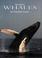 Cover of: Discovering Whales of the East Coast