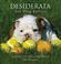 Cover of: Desiderata for Dog Lovers