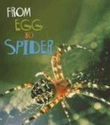 From egg to spider