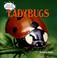Cover of: Ladybugs (Under the Microscope: Backyard Bugs)