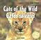 Cover of: Cats of the Wild/Gatos Salvajes