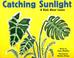 Cover of: Catching Sunlight