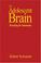 Cover of: The Adolescent Brain