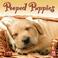 Cover of: Pooped Puppies 2008 Wall Calendar