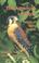 Cover of: The American Kestrel