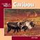 Cover of: Caribou (Our Wild World)