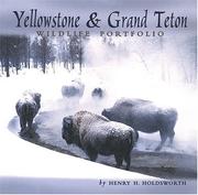 Cover of: Yellowstone & Grand Teton: wildlife portfolio