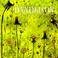 Cover of: Dandelion