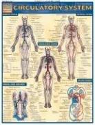 Cover of: Circulatory System (Quickstudy: Academic)