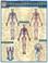 Cover of: Circulatory System (Quickstudy: Academic)