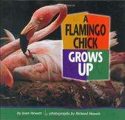Cover of: A Flamingo Chick Grows Up