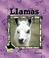 Cover of: Llamas (Animal Kingdom)
