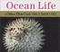 Cover of: Ocean life