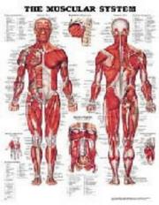 Cover of: The Muscular System Anatomical Chart