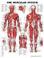 Cover of: The Muscular System Anatomical Chart