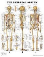 Cover of: The Skeletal System Anatomical Chart